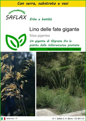 Immagine prodotto di SAFLAX Insieme di coltivazione - Lino delle fate gigante - 10 semi - Stipa