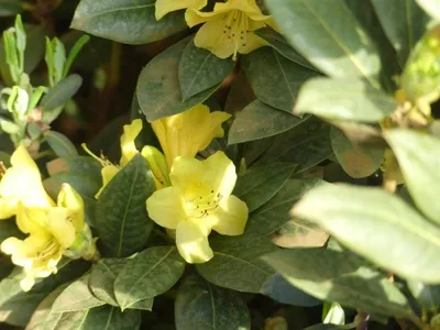 Produktbild von Rhododendron / Alpenrose Comely - Rhododendron concatenans Comely 30-40cm