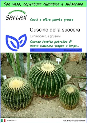 Immagine prodotto di SAFLAX Garden to go - Cuscino della suocera - 40 semi - Echinocactus