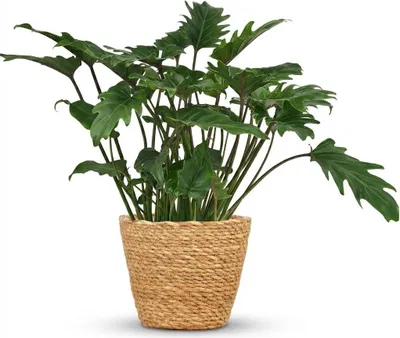 Image de Green boutiQ - Plante d'intérieur - Philodendron - Philodendron Xanadu - Vert - Peu d'entretien - 1 plante - avec panier - Pot de 19 cm - Hauteur 60 cm