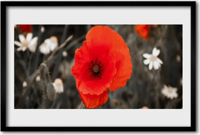 Produktbild von Bild 60x40 MDF-Rahmen Wandkunst Blumen Pflanzen