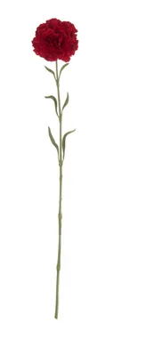 Immagine prodotto di Set vantaggioso ASA: 4 garofani rossi DEKO L 62 cm 66684444, con regalo + donazione