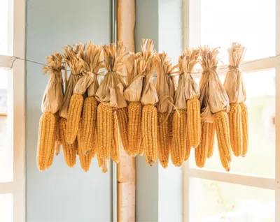 Corn on the cob hanging on a string, likely for drying, in front of a window.