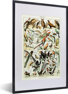 Produktbild von MuchoWow® Gerahmtes Poster Vogel - Tiere - Natur 40x60 cm - Poster mit Schwarzem Bilderrahmen Wandposter Rahmen Foto Bilder - Poster in Rahmen