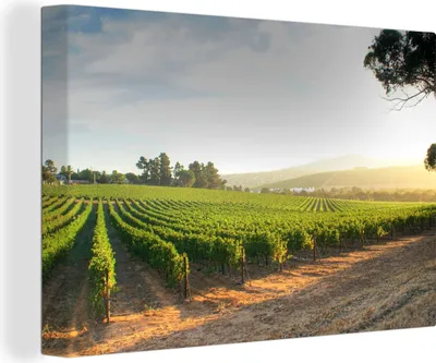 Produktbild von OneMillionCanvasses® - Leinwandbilder - 140x90 cm, Weinberg am Wegesrand, Wandbilder Kunstdruck Wanddekoration - Foto auf Leinwand - Gemälde auf Holzrahmen
