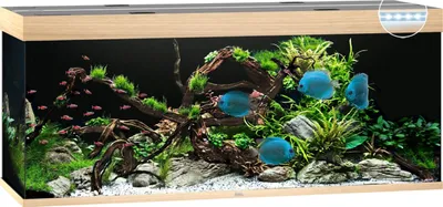 Produktbild von Aquarium JUWEL Rio 450 mit LED-Beleuchtung, Pumpe, Filter, Heizer ohne Unterschrank helles Holz