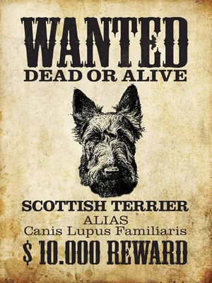 Produktbild von vianmo Holzschild 40x30 cm Hund wanted Scottish Terrier
