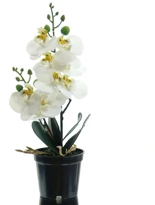 Produktbild von GASPER Orchidee - Phalenopsis Weiß im schwarzen Topf 30 cm - Kunstpflanzen