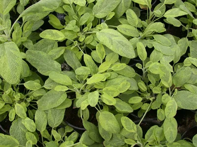 Produktbild von Salvia officinalis 'Icterina', Gold-Salbei, buntlaubig, ca. 9x9 cm Topf