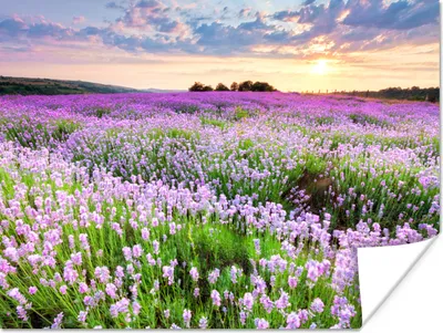 Produktbild von MuchoWow® Poster Blumen - Lavendel - Lila - Himmel - Sonnenuntergang - Wiese - Natur 160x120 cm - Foto Plakat