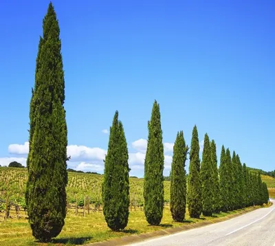 Produktbild von Mittelmeerzypresse - 20 Samen