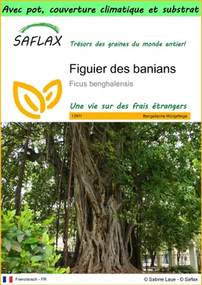 Image de SAFLAX Garden to go - Figuier des banians - 20 graines - Ficus
