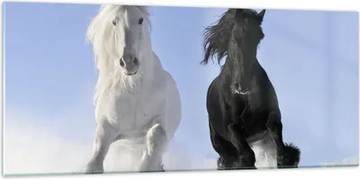 Produktbild von Bilder auf glas - Tiere Schönheit Wettbewerb - 120x50cm - Glasbilder - Wandbilder - Kunstdruck - zum Aufhängen bereit - Wanddekoration aus Glas - Glas Bilder - Wandbild auf Glas - GAB120x50-2179