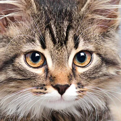 Imagen del producto de CURIOSI. Puzzle cuadrado. Animal: Gato. 66 piezas