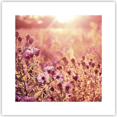 Produktbild von Poster - Poster ohne Rahmen - Wiese Blumen Sonne - 30x30 cm - Wand Bild - Wanddeko - Wandbilder - Kunstposter - Wandposter - Bilder - Kunstdruck - Wanddekoration - Wandbild - P2XAC30x30-4819
