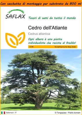 Immagine prodotto di SAFLAX Garden in the bag - Cedro dell'Atlante - 20 semi - Cedrus