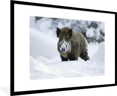 Produktbild von MuchoWow® MuchoWow® Gerahmtes Poster Wildschwein - Schnee - Tier 90x60 cm - Poster mit zchwarzem Bilderrahmen - Wanddekoration - Fotos