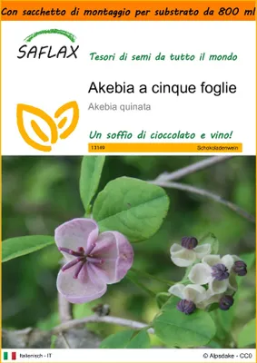 Immagine prodotto di SAFLAX Garden in the bag - Akebia a cinque foglie - 10 semi - Akebia