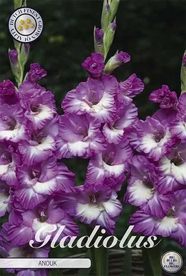 Artikelbild 2 von 'Gladiole Anouk (10 Stück)' aus der Kategorie Gladiolenzwiebeln