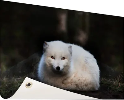 Produktbild von Gartenposter - 60x40 cm - Porträt eines Polarfuchses  - Modernes WaldTierposter Bilder - Wilde Tierposter