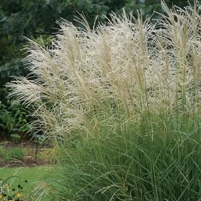 Immagine prodotto di Miscanthus cinese Graziella, vaso da 2 litri