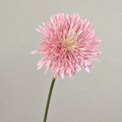 Produktbild von artplants.de Künstliche Chrysantheme Nandita, rosa, 60cm, Ø15cm - Textil Chrysantheme