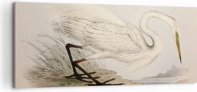 Produktbild von Bild auf Leinwand - Leinwandbild - Einteilig - Vogel Weiß Reiher - 120x50cm - Wand Bild - Wanddeko - Wandbilder - Leinwanddruck - Bilder - Wanddekoration - Leinwand bilder - Wandbild - AB120x50-4979