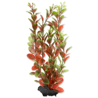 Image de Plante Ludwigia rouge M 1 pcs