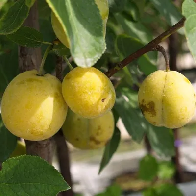 Produktbild von Mirabelle von Nancy aromatisch historische Sorte Mirabellenbaum Buschbaum 110-140 cm St.Julien A