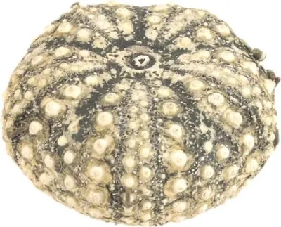 Produktbild von Seeigel Gehäuse calamaris, Durchmesser ca. 3 - 4,5 cm | Echinothrix calamaris