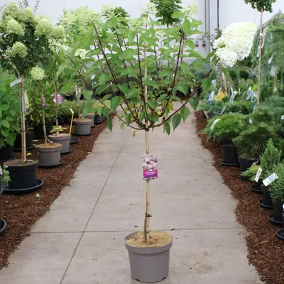 Zdjęcie produktu dla Hydrangea pan. Vanille-Fraise® ('Renhy'PBR) – hortensja | 60 cm w doniczce