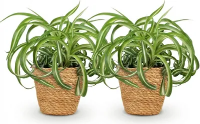 Immagine prodotto di Chlorophytum comosum Bonnie, set da 2 piante da appartamento con cestino