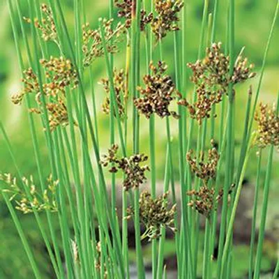 Productafbeelding van Moerings Juncus Inflexus | Zeegroene Rus | In 9CM pot