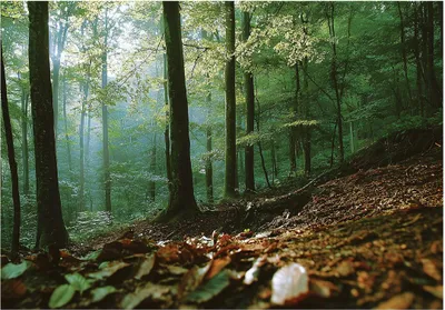 Produktbild von Fototapete 3D Effekt Wald Natur - 400x280 cm - inklusive kleister - Vlies Tapete - Vliestapete Wohnzimmer Schlafzimmer Küche Modern Wandtapete
