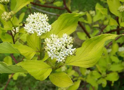 Immagine prodotto di Cornus alba - Corniolo 60-80 cm in contenitore