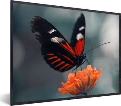 Produktbild von MuchoWow® Gerahmtes Poster Schmetterling - Blume - Insekt 80x60 cm - Poster mit Schwarzem Bilderrahmen Wandposter Rahmen Foto Bilder - Schwarzem - Mit Gestell