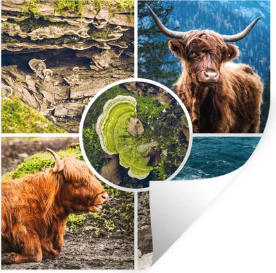 Produktbild von MuchoWow® Wandtattoo Wandsticker Wandaufkleber Schottische Highlander - Tiere - Natur 50x50 cm Selbstklebend und Repositionierbar - Selbstklebend - Fototapeten