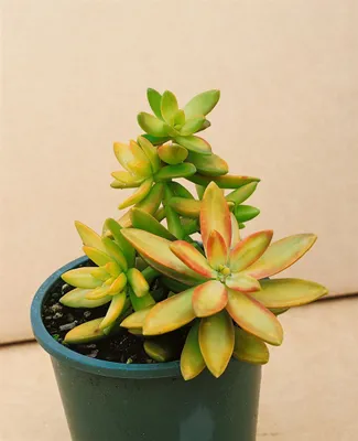 Produktbild von Sedum oreganum, Fetthenne, ca. 9x9 cm Topf, sukkulent