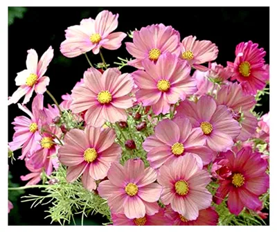 Produktbild von Blumensamen Xsenia Cosmee Portion