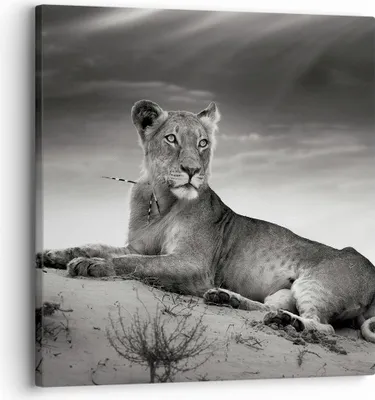Produktbild von Bild auf Leinwand - Leinwandbild - Tierwelt weiblich katze Tier - 30x30cm - Wand Bild - Wanddeko - Leinwanddruck - Bilder - Kunstdruck - Wanddekoration - Leinwand bilder - Wandkunst - AC30x30-3165