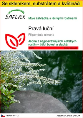 Obrázek produktu pro SAFLAX Kultivační sada - Pravá luční - Filipendula ulmaria - 500 Semena - S mini skleníkem, pěstebním substrátem a 2 květináči