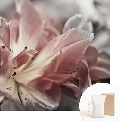 Produktbild von Fototapete - Wandbilder für Wohnzimmer - 250x250 cm - Dekorative Wandfolie - Modernes Design für Wanddekoration - Tapeten für Innenräume - Pastellblume