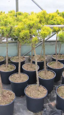 Produktbild von Pinus mugo Carstens Wintergold - Wintergelbe Bergkiefer - Hochstamm 60cm