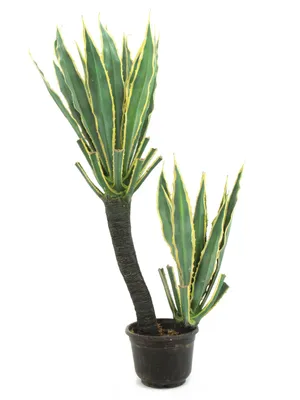 Produktbild von EUROPALMS Orchideen-Kaktus, Kunstpflanze, 160cm (82809035)