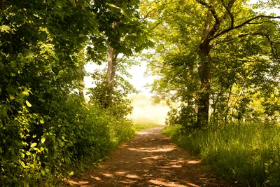 Produktbild von Fototapete - Forest Path 375x250cm - Vliestapete