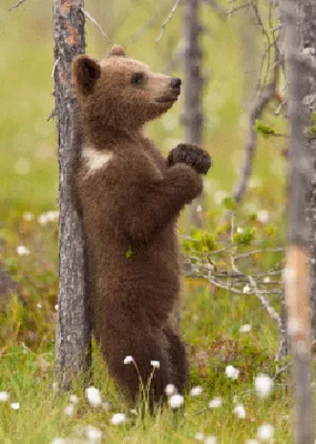 Produktbild von 3 D Ansichtskarte Braunbär juckt sich, Postkarte Wackelkarte Hologrammkarte Tier Bär