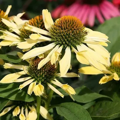 Produktbild von 6 x Scheinsonnenhut  - Echinacea purpurea 'Sunrise'  | Topf 9cm x 9cm