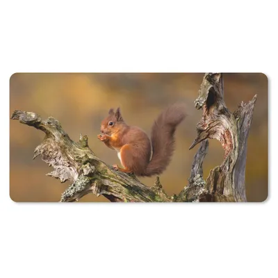 Produktbild von MuchoWow® Schreibtischunterlage Eichhörnchen - Baumstamm - Wald 80x40 cm - XXL Mauspad - Gaming Mauspad