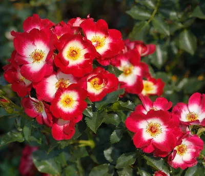 Produktbild von Dehner Rose Beetrose Loki®, Züchter Tantau, rot-weiße Blüten, ungefüllt und duftend, ca. 15-30 cm exkl. Pflanztopf, Topfware