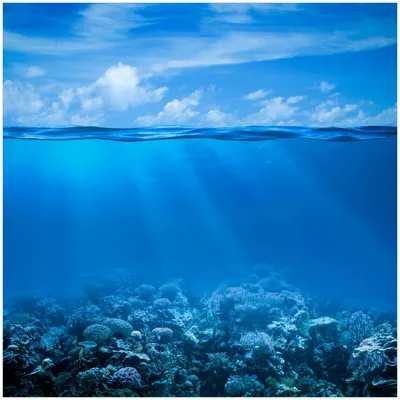 Produktbild von Wallario Premium Glasbild, freischwebende Optik, kräftige Farben, Größe 30 x 30 cm Motiv Unterwasserwelt Meer